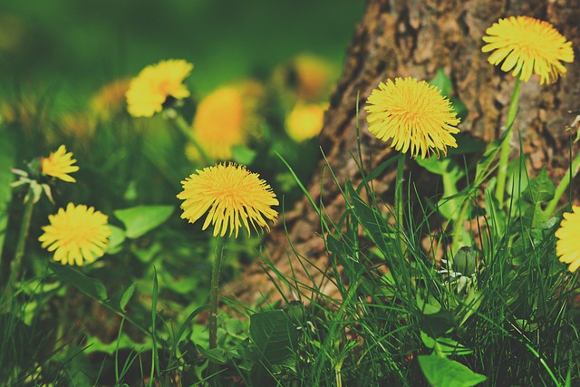 Dandelion Root’s Health Wonders: Benefits Revealed