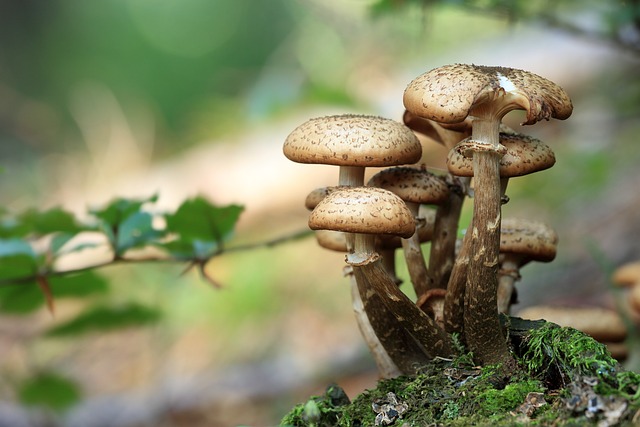 Mushroom Miracles: Unveiling the Health Benefits