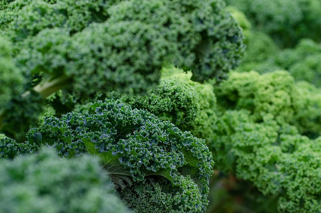 Kale’s Nutritional Power: Benefits Unveiled