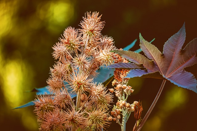 Castor Oil’s Healing Touch: Exploring Its Benefits