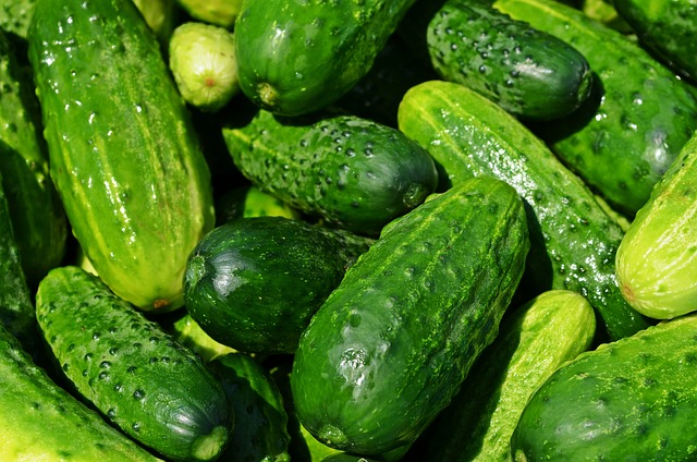 Cucumber Coolness: Exploring the Health Benefits