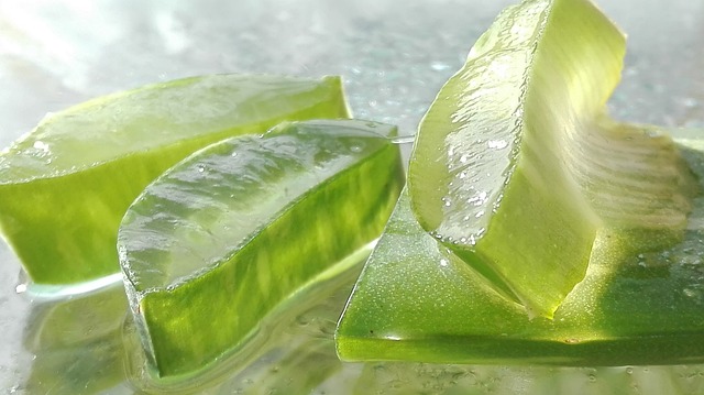 Aloe Vera’s Healing Touch: Unveiling the Benefits