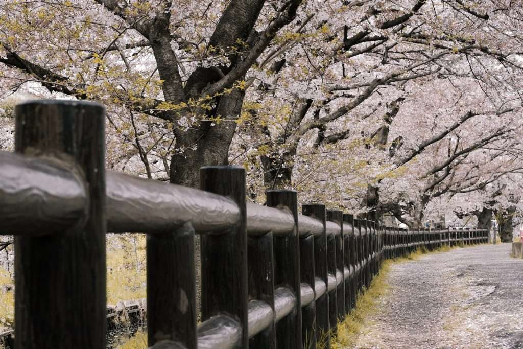 Sakura Japan