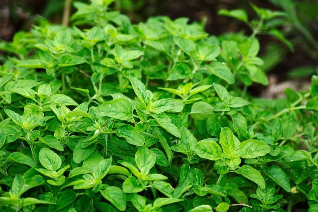 Oregano Oil's Health Secrets: Benefits Unveiled