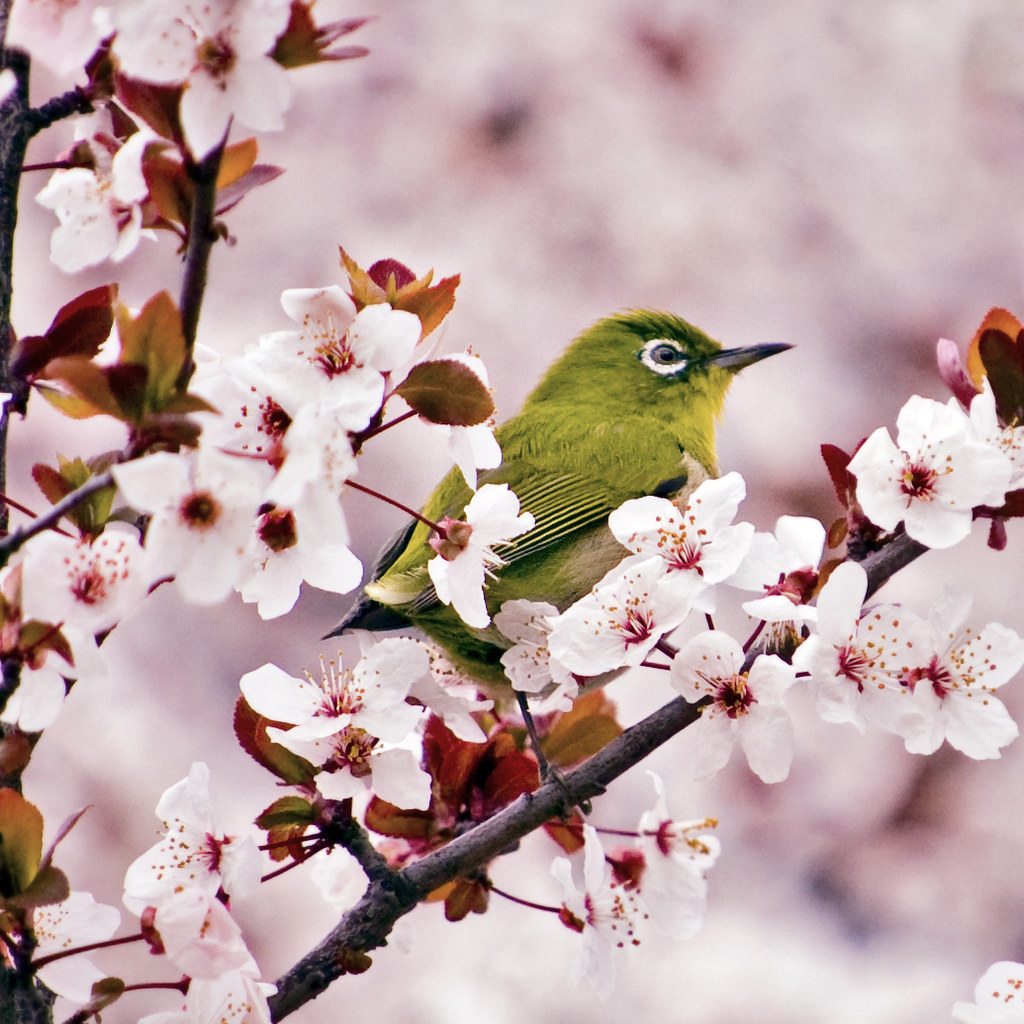 Immerse Yourself in the World of⁢ Sakura:‌ Symbol of ⁣Beauty, Renewal, and Hope