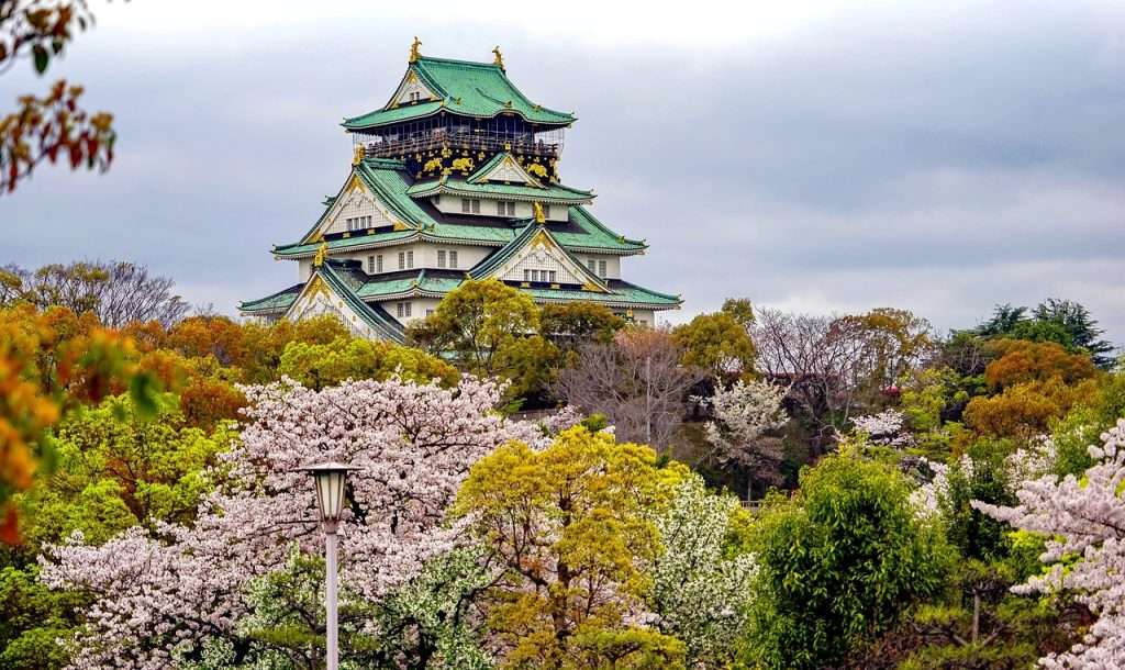 cherry blossoms, japan, osaka