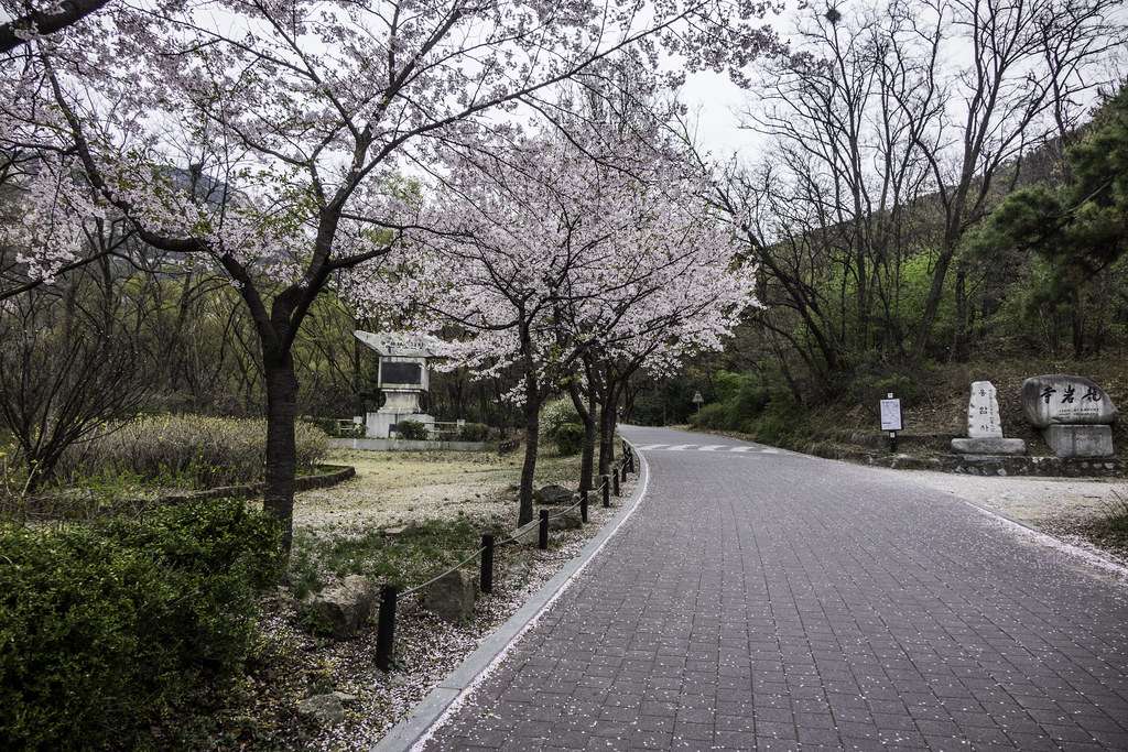 Cherry blossoms, Bukhansan National Park, Seoul, South Korea-1