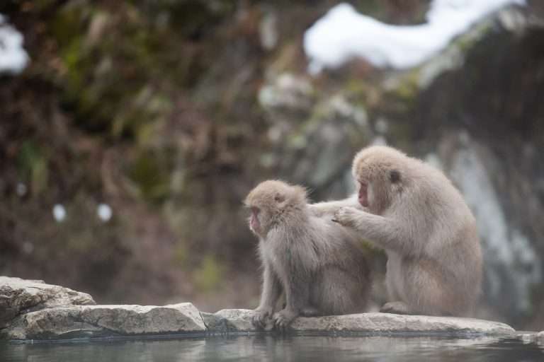 Exploring The Top 10 Best Onsen in Japan