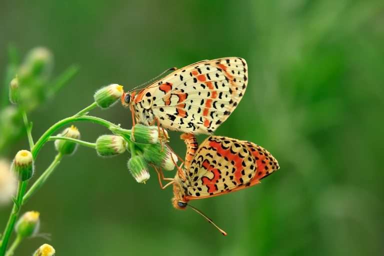 Unraveling the Tale of The Butterfly Lover A Legendary Chinese Folklore