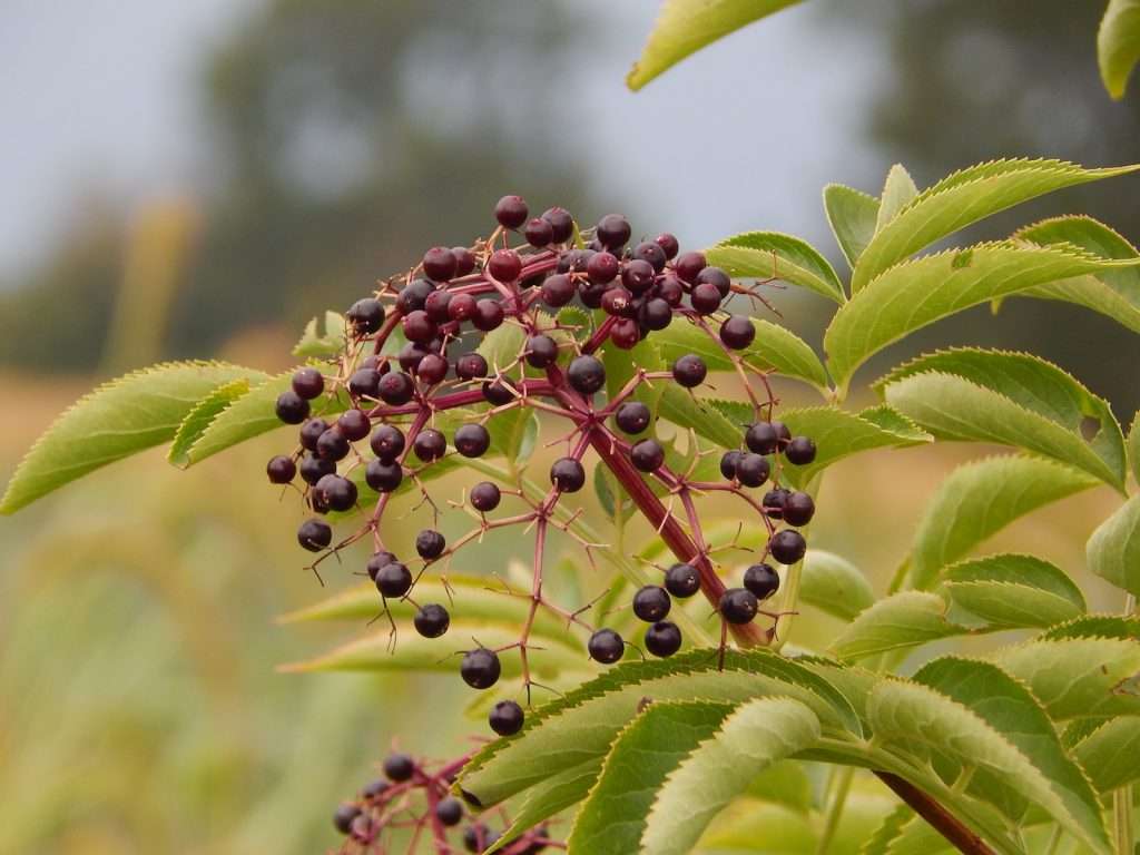 Elderberry Elixirs