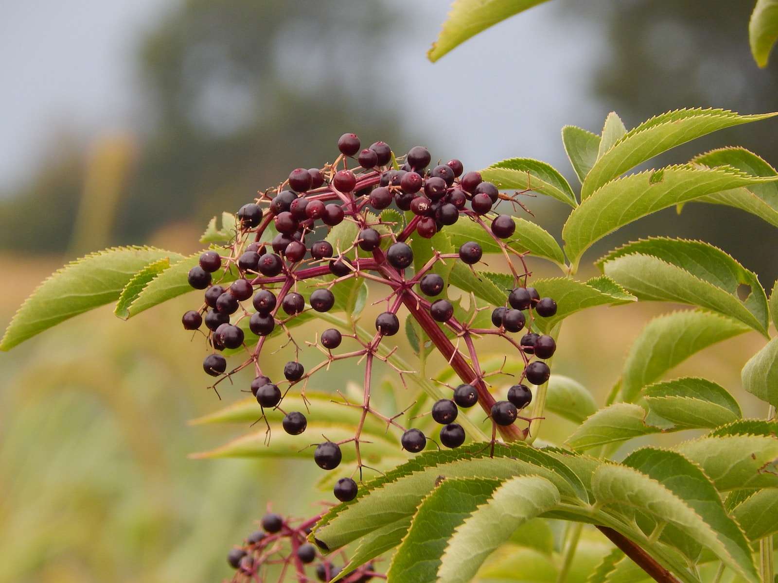 Elderberry Elixirs