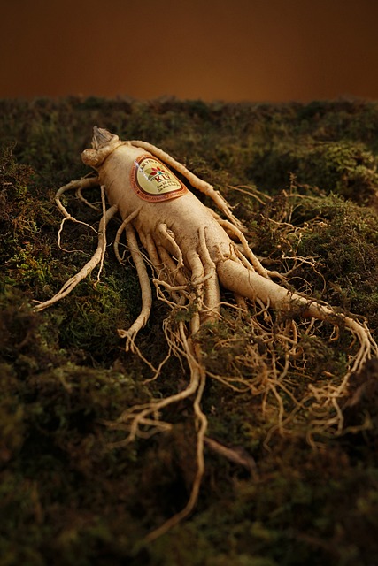 Ginseng's Rich History: From Ancient Roots to Modern Use