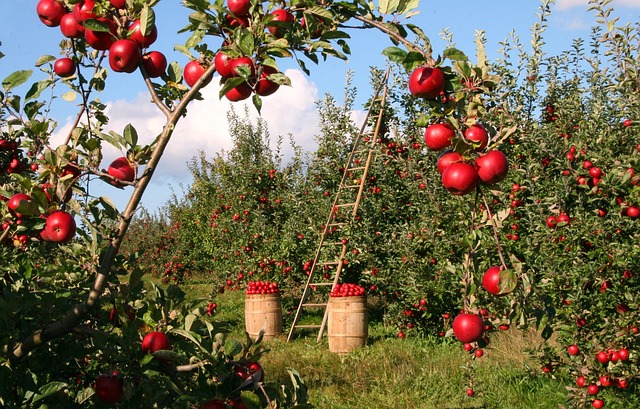 Apple Abundance: Exploring the Health Benefits