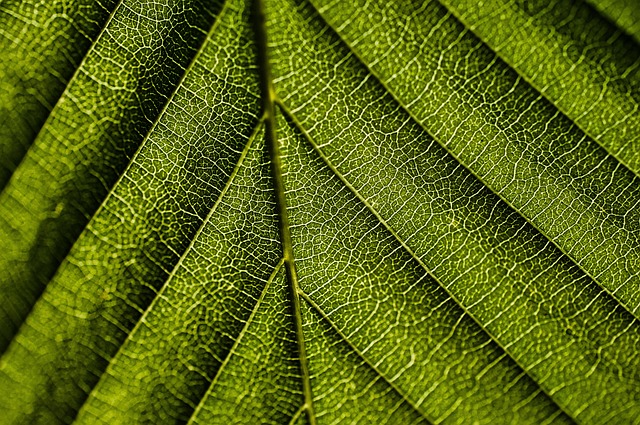 The Many Shades of Green: An Introduction to Chlorophyll