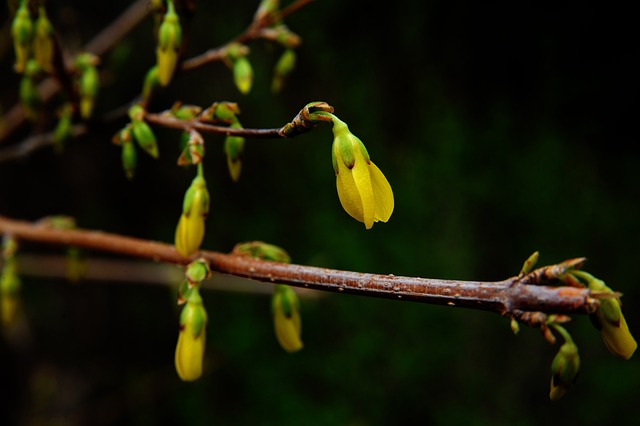 Unveiling the Power of Berberine: A Guide to its Health Secrets