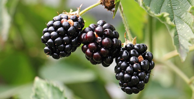 Uncover the Nutritional Powerhouse of Blackberries: Packed with Essential Vitamins and Minerals