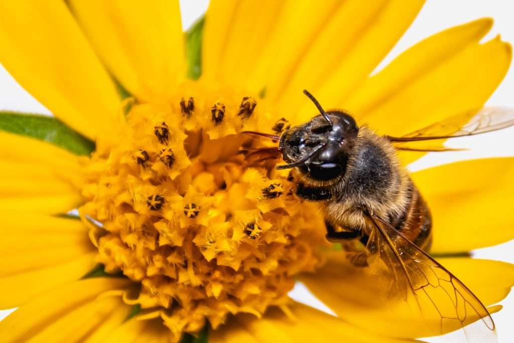 Bee Pollen