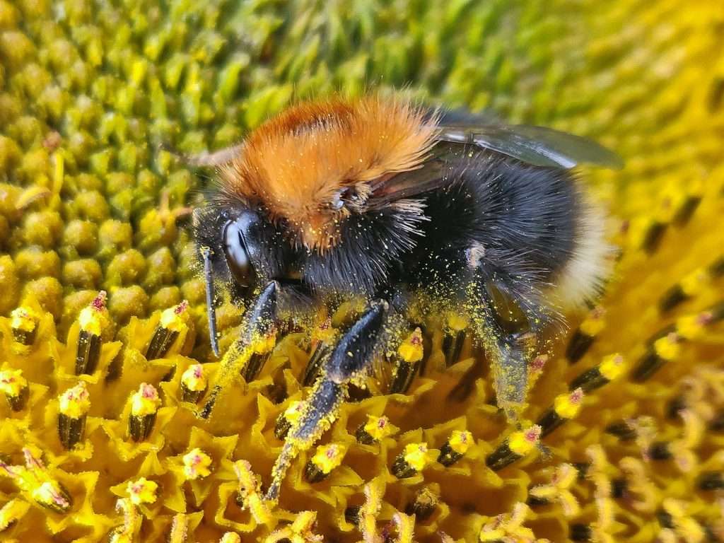 Bee Pollen