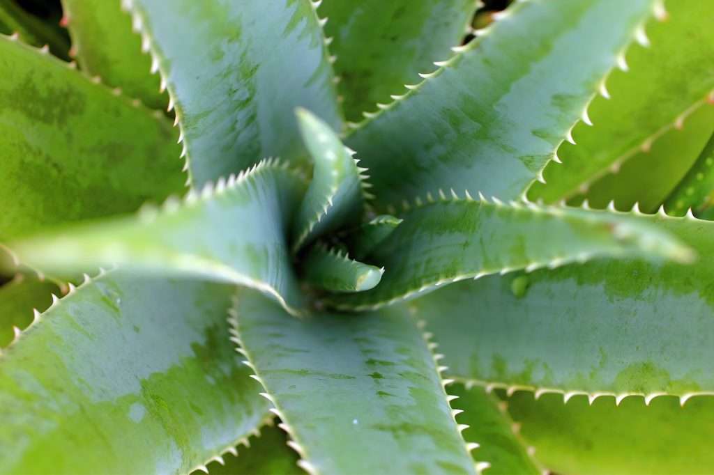 Aloe Vera's Healing Touch: Unveiling the Benefits