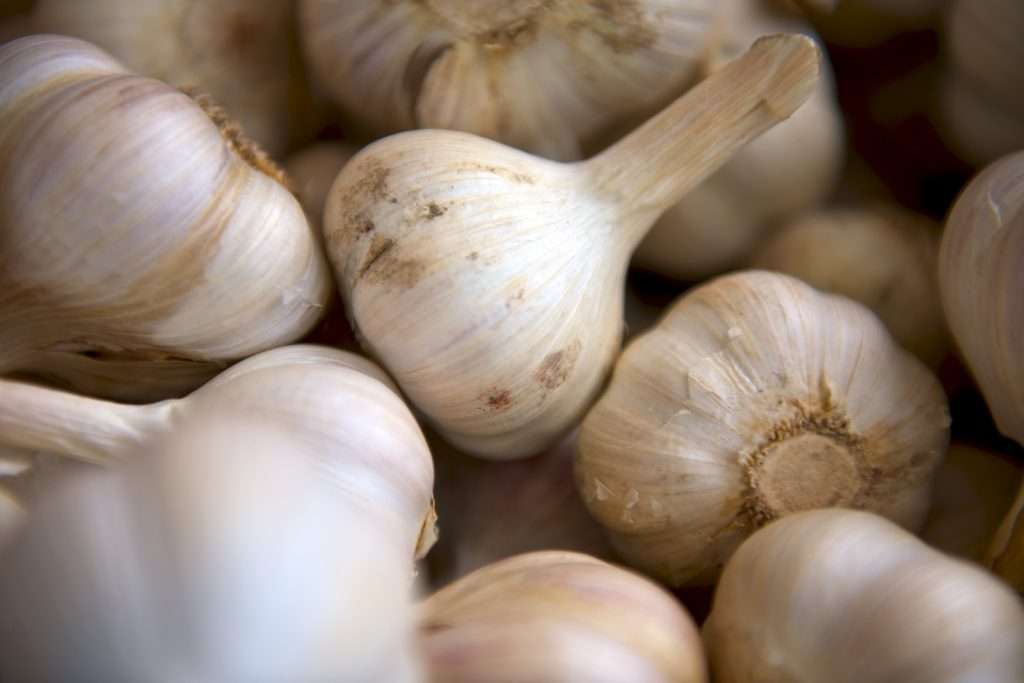 Garlic's Health Arsenal