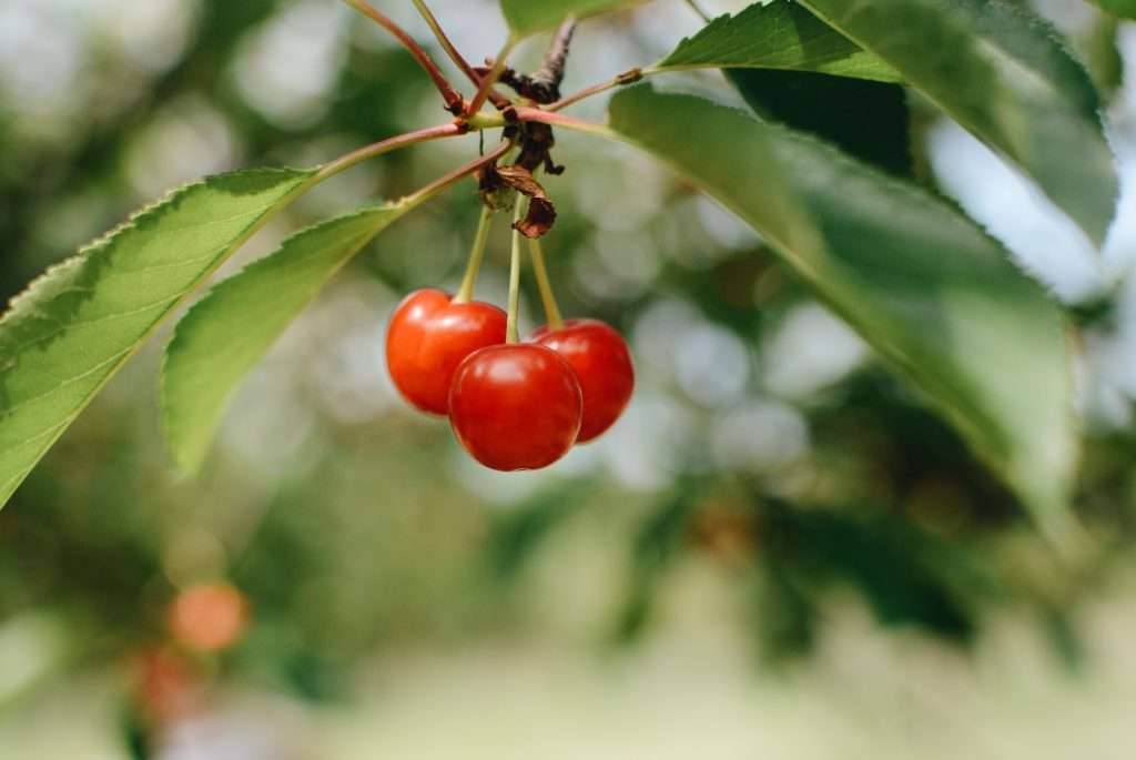 Tart Cherry Juice Delights: Benefits Unveiled