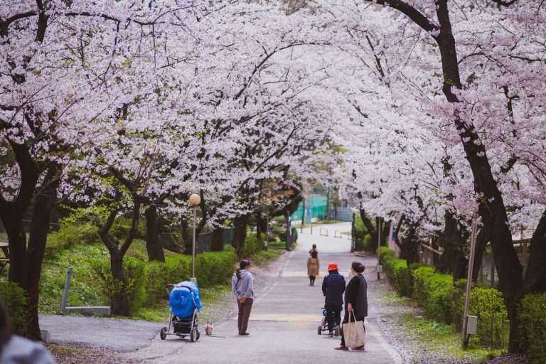 Korea Cherry Blossoms