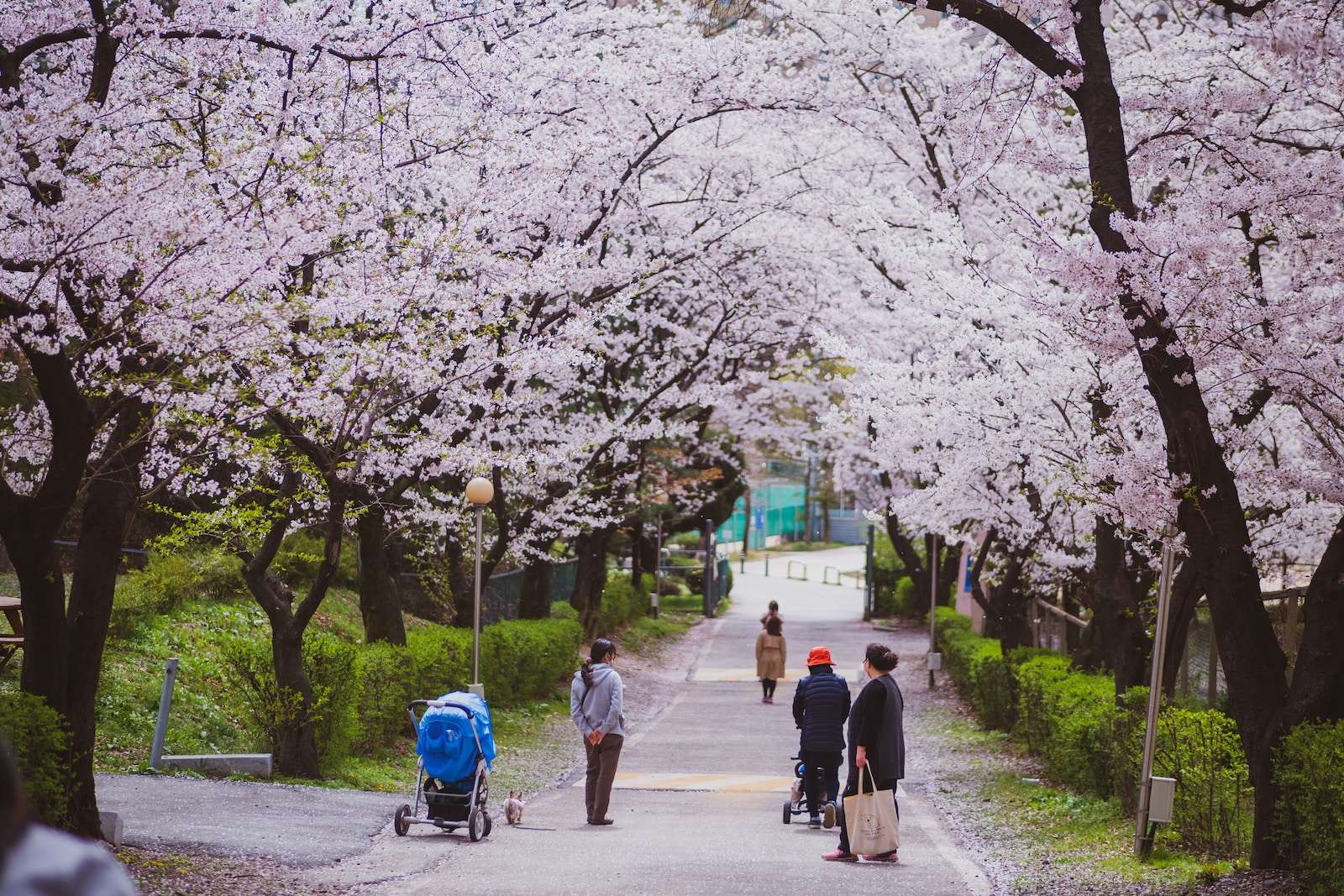 Korea Cherry Blossoms