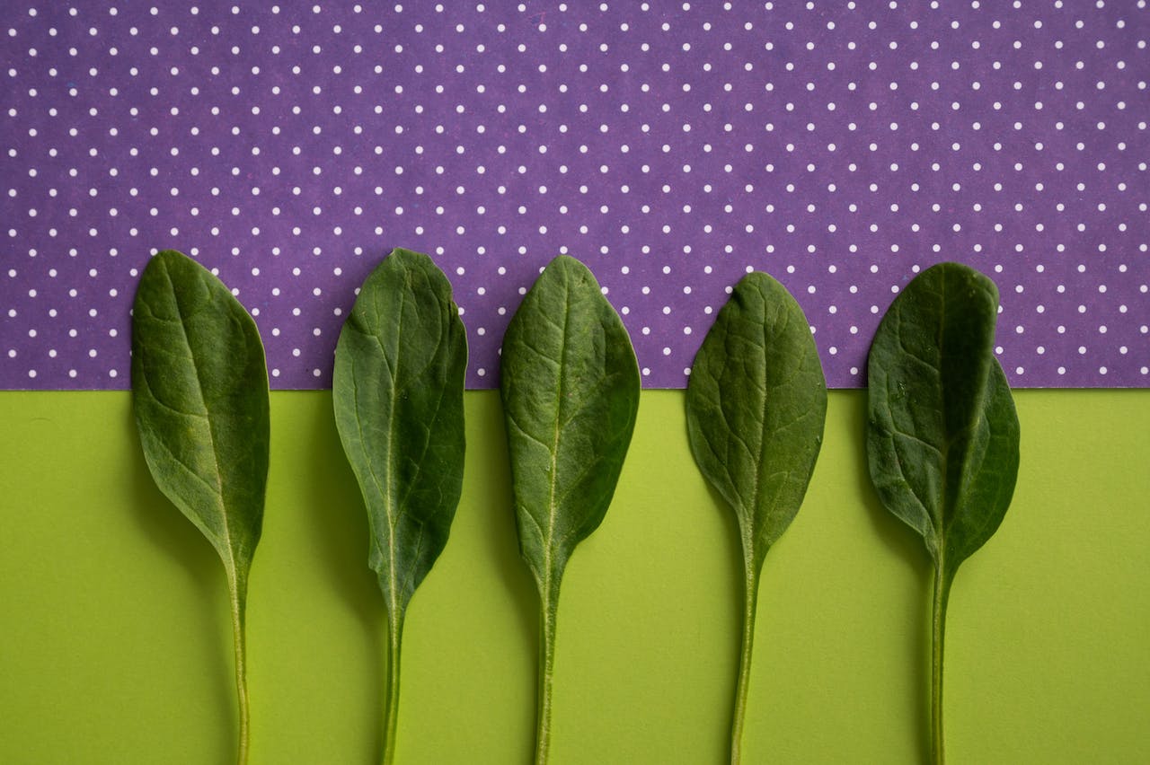 Green and Lean: Spinach’s Role in Weight Reduction