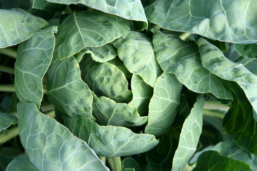 Cabbage and Iron: Boosting Energy for Weight Loss