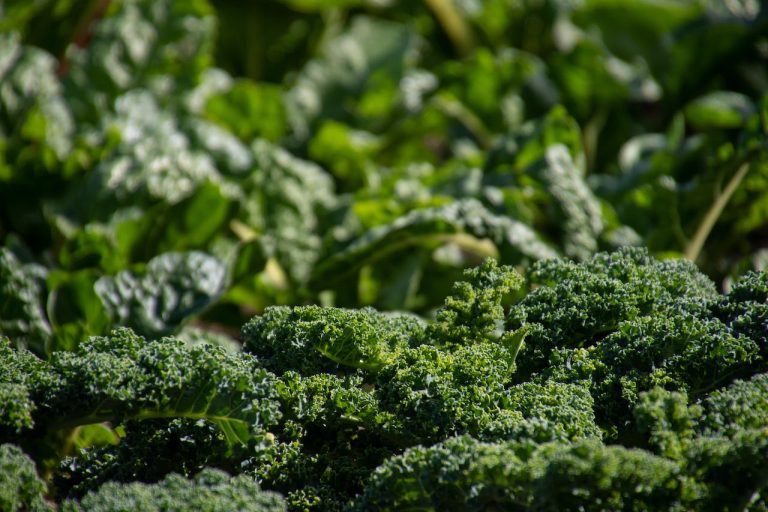 Kale and Protein: The Dynamic Duo for Weight Loss