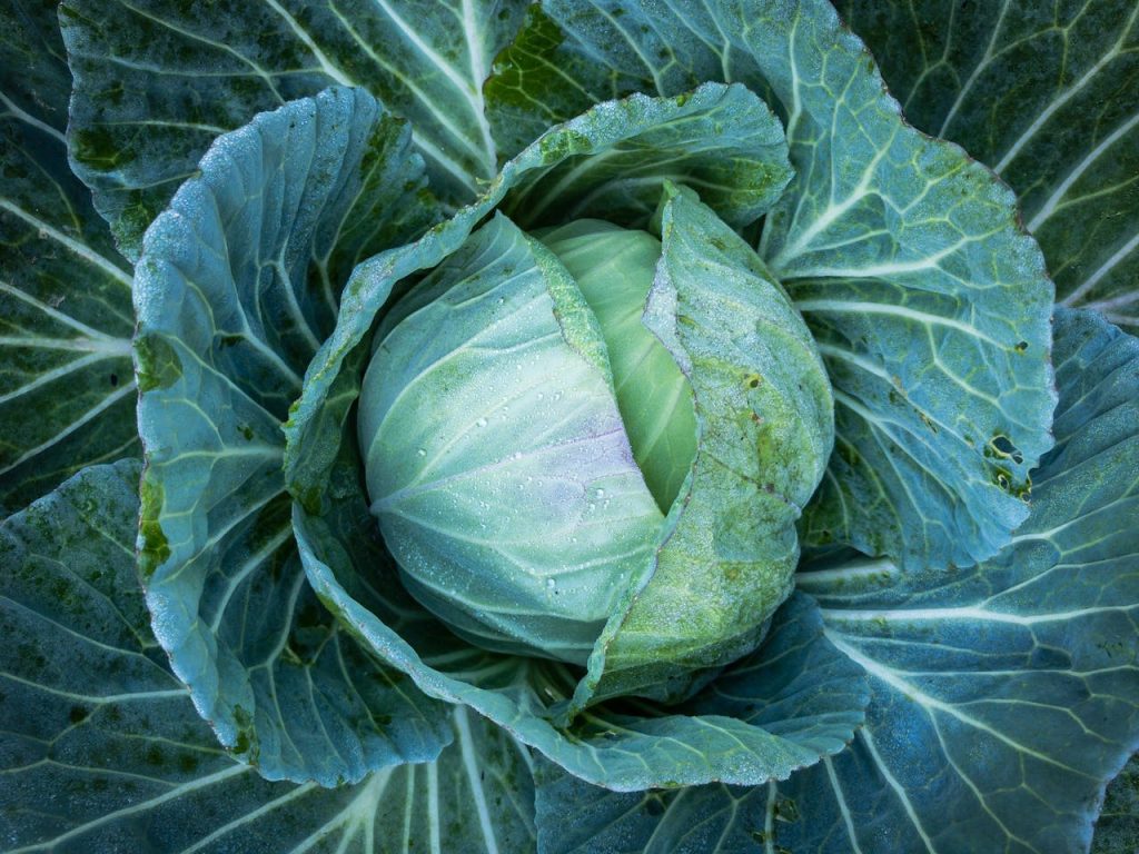 Incorporate Cabbage into Your Weight Loss Meal Prep