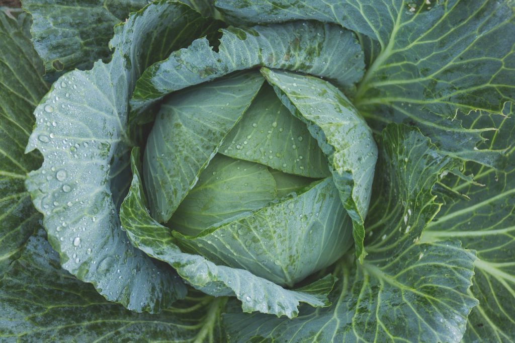 Cabbage and Mental Health: A Holistic Approach to Weight Loss