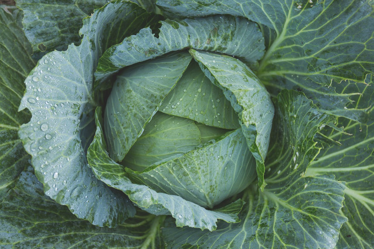 Cabbage and Mental Health: A Holistic Approach to Weight Loss