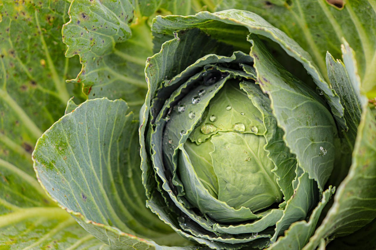 Cabbage and Fiber: Your Ticket to Feeling Full and Fabulous