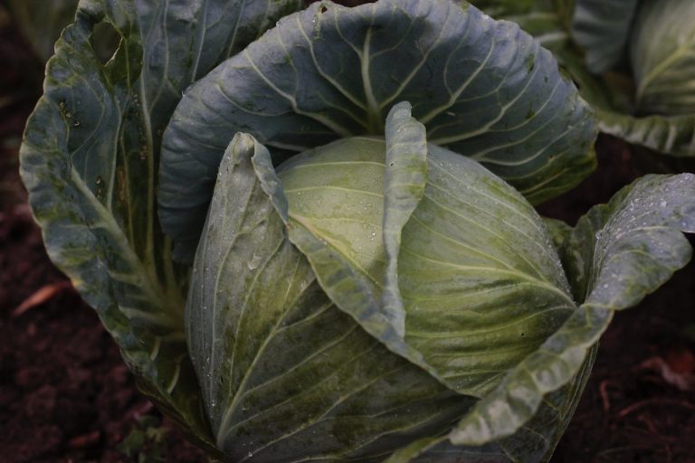 Cabbage Crunch: The Crispy Path to Weight Reduction