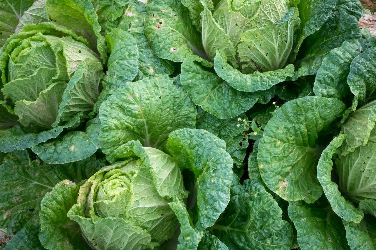 Cabbage and Metabolism: Turbocharge Fat Burn for Weight Loss