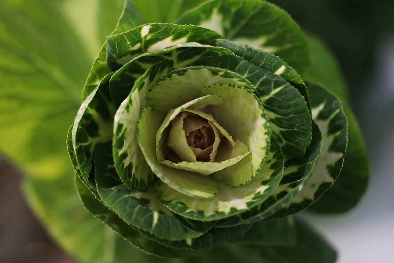 Cabbage vs. Spinach: The Battle of the Greens for Weight Loss