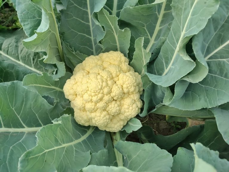 Cauliflower and Skinny Jeans: A Match Made in Heaven