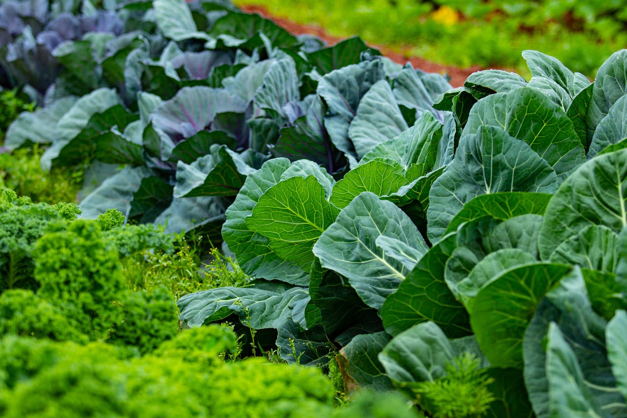 Greenify Your Plate: Broccoli for Rapid Weight Loss