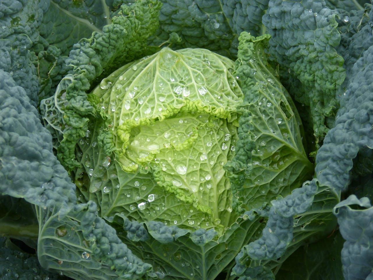 Cabbage and Herbal Remedies: Natural Weight Loss Solutions