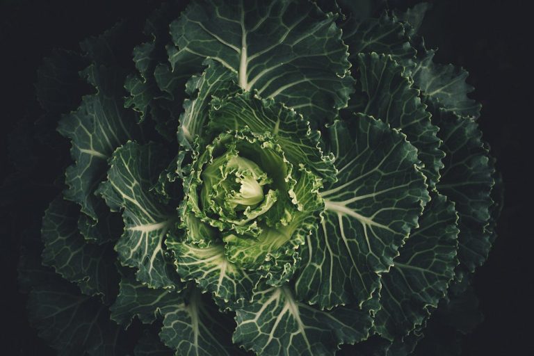 Cabbage and Protein: Fueling Your Weight Loss Success