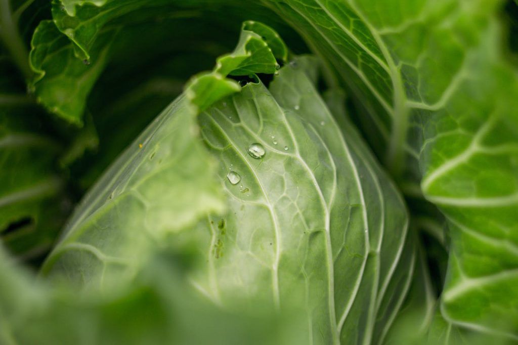 Cabbage Soups: Warm Up to Weight Loss